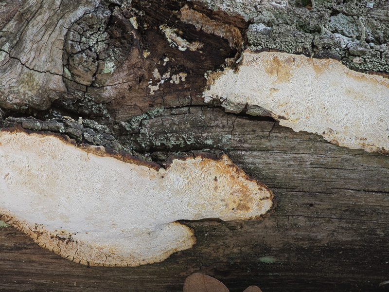 Perenniporia meridionalis